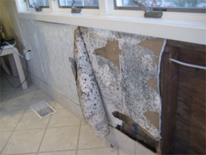 Mold behind wallpaper on a portion of a wall below three windows.